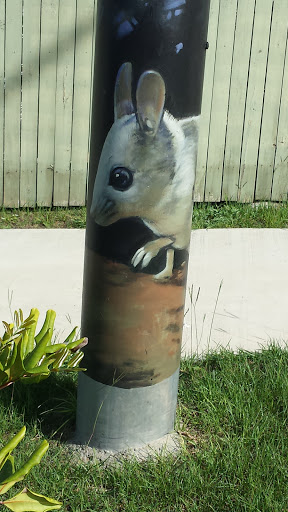 Marsupial Mouse in Green Field