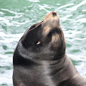 California Sea Lion