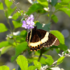 Magnificent swallowtail