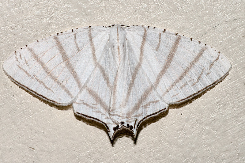 Upside down moth