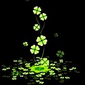 3D clover