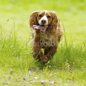 by James Blyth Currie - Animals - Dogs Running