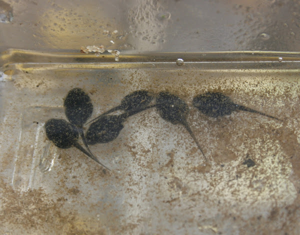 Fowler's Toad (tadpoles) | Project Noah