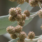 Silver Buttonwood