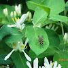 Tartarian Honeysuckle (Wild Flowering Bush)