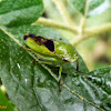Green treehopper