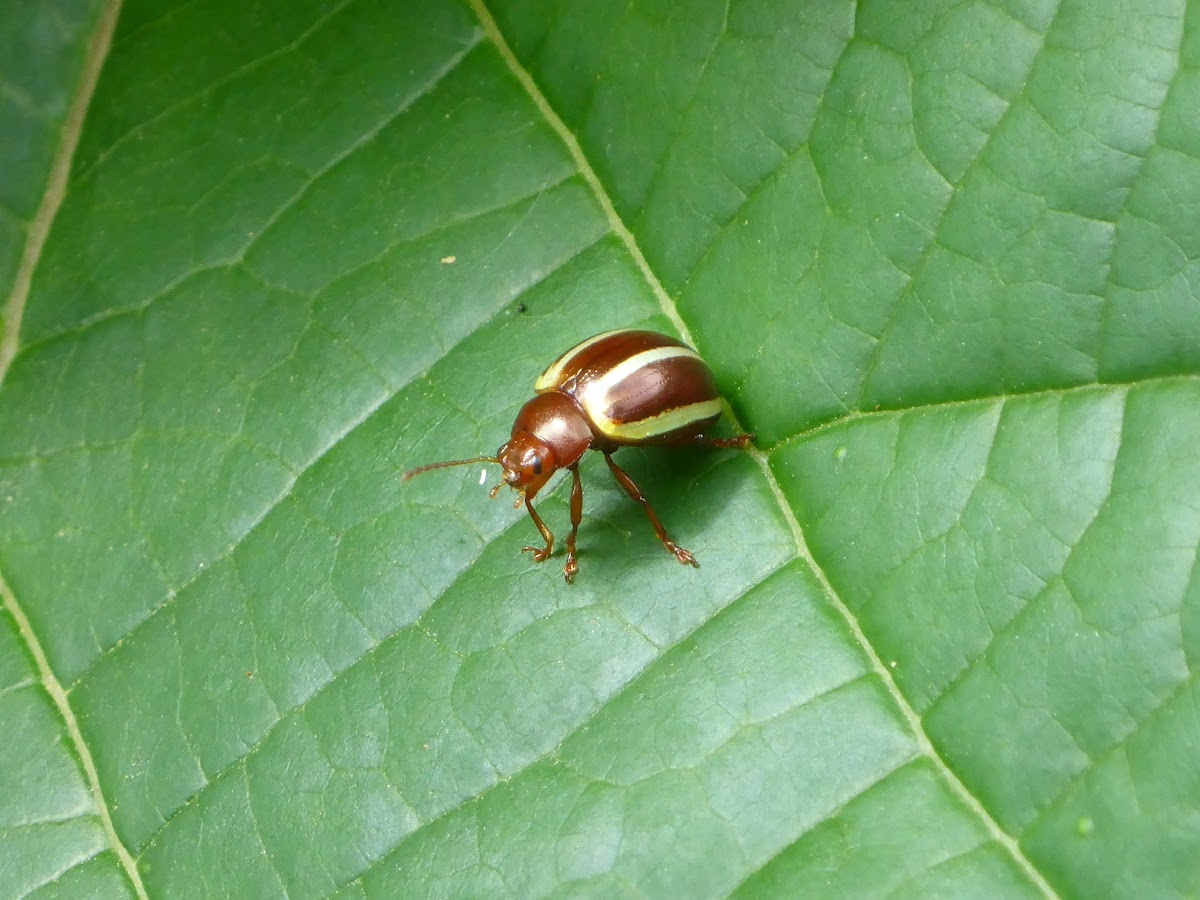 Leaf beetle