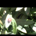 seven spotted Ladybug