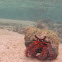 Hairy Red Hermit Crab