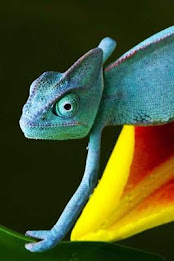 Chameleon Puzzle poster 4