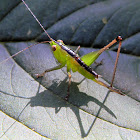 female katydid nymph