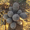 Arizona Fishhook Cactus