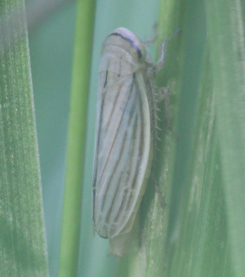 Silver Leafhopper