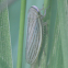 Silver Leafhopper