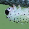 sawfly larva