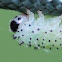 sawfly larva