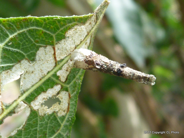 Cone Case Moth