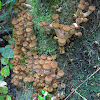 Honey Mushroom (young)