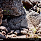 Arizona Black Rattlesnake