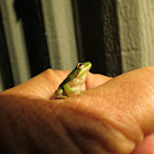 Tree frog