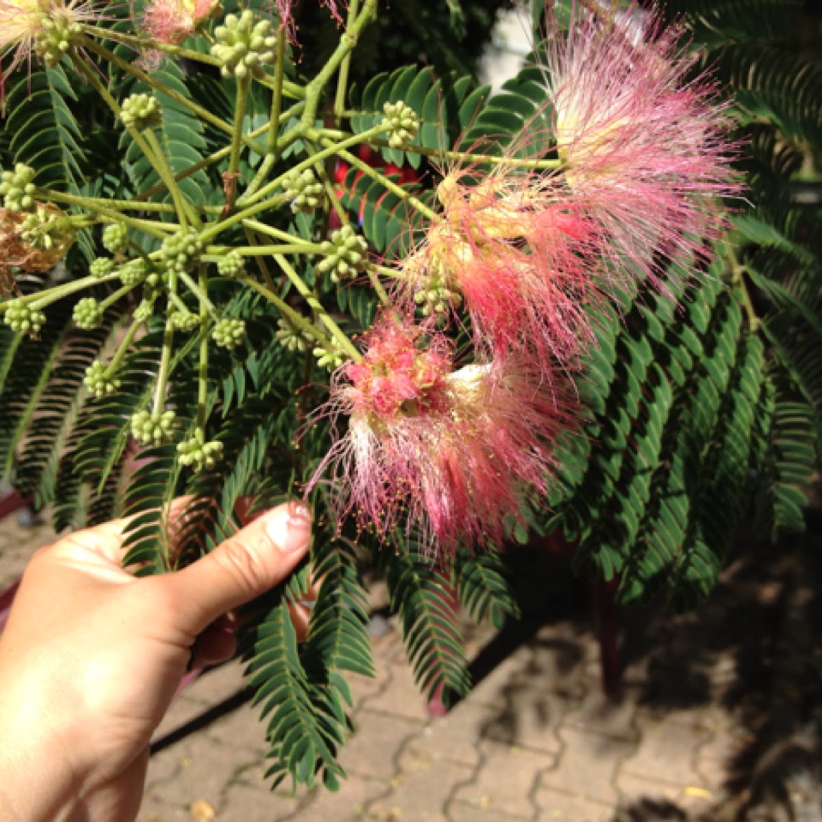 Mimosa tree/silk tree Project Noah