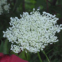 Queen Anne's Lace