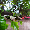 Queen Swallowtail caterpillar - Lagarta língua-de-cobra
