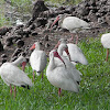 ibis blanco americano - american white ibis