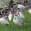 ibis blanco americano - american white ibis