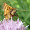 Peck's Skipper