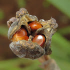 African Iris (seed)