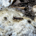 Hunchbacked Springtail