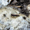 Hunchbacked Springtail