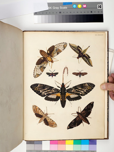 Seven moths from Cramer's De uitlandsche kapellen, voorkomende in de drie waerld-deelen Asia, Africa en America