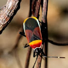 Harlequin Bug