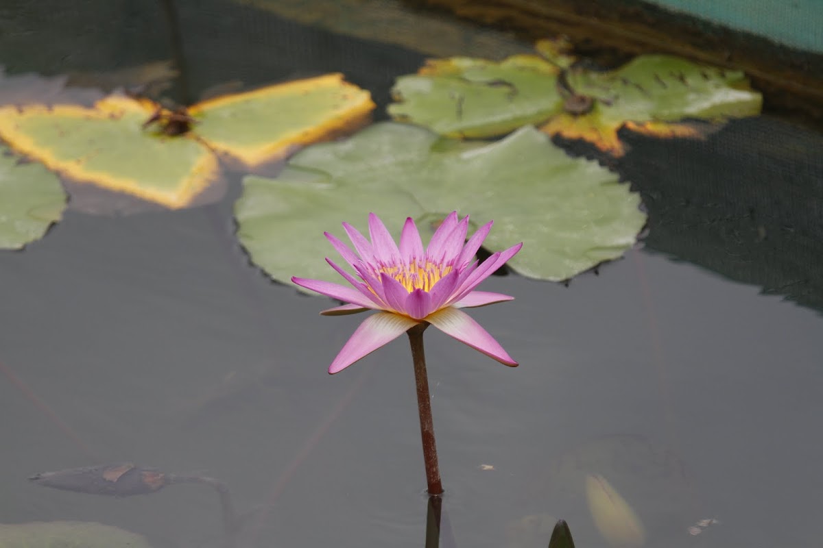 Nelumbo