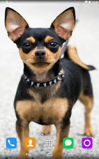 How to mod Chihuahua Live Wallpaper 1.1.1 mod apk for bluestacks