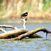 Red Wing blackbird