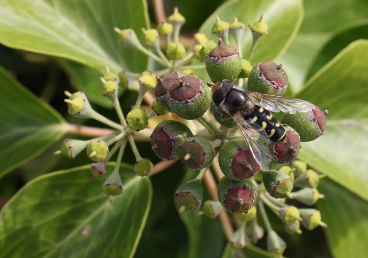 Hoverfly