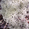 Deer Moss Lichen
