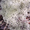 Deer Moss Lichen