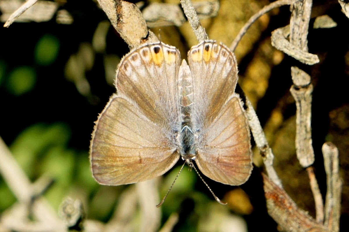 Tailed Grass Blue Butterfly