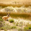 Pronghorn