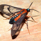 Vermillion Mimic Wasp Moth
