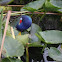 Purple Gallinule