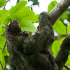 Three Toed Sloth