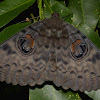 Walker's Owl Moth