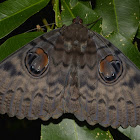 Walker's Owl Moth