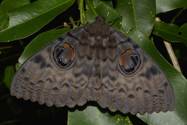 Walker's Owl Moth | Project Noah