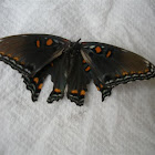 Red-Spotted Purple